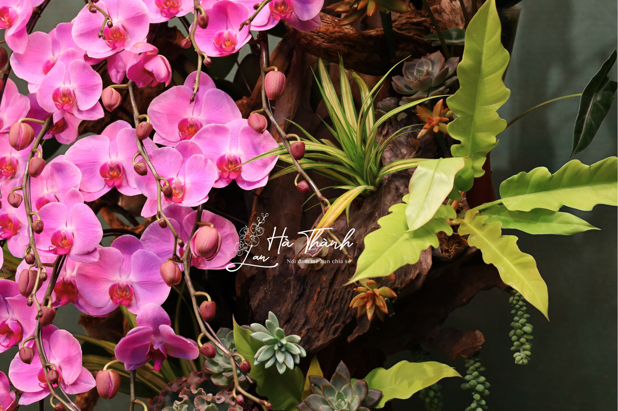 Chậu Lan Hồ Điệp Hồng “Dòng Thác Thịnh Vượng” – Đẳng Cấp Từ Lan Hà Thành